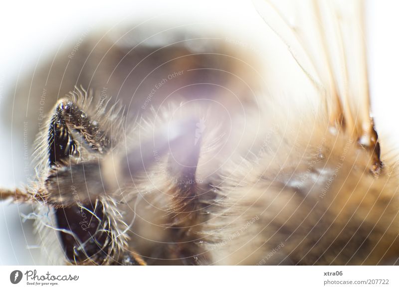 hairy Animal Authentic Insect Wing Legs Pelt Colour photo Interior shot Close-up Detail Macro (Extreme close-up) Neutral Background Brown Unidentified