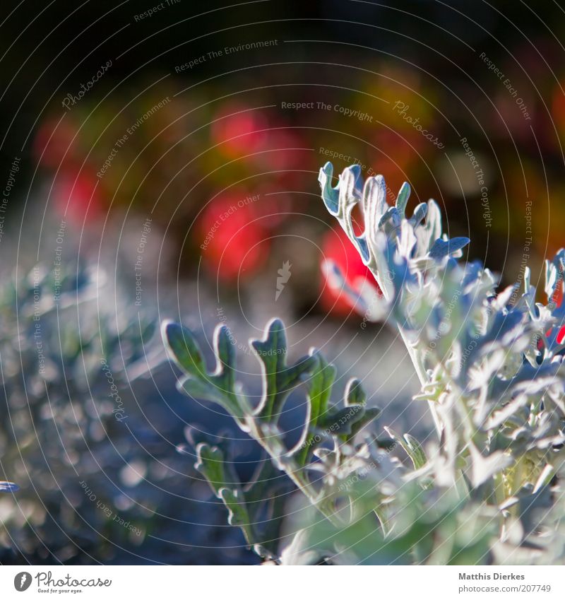 White stuff Beautiful weather Plant Foliage plant Wild plant Exotic Esthetic Exceptional Green Violet Red Herbs and spices Leaf Colour photo Multicoloured