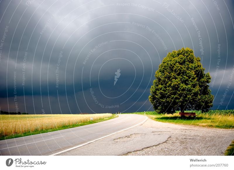 TreeStreetField Landscape Agricultural crop Lanes & trails Exterior shot Sunlight Asphalt Lane markings Roadside Stop (public transport) Storm clouds