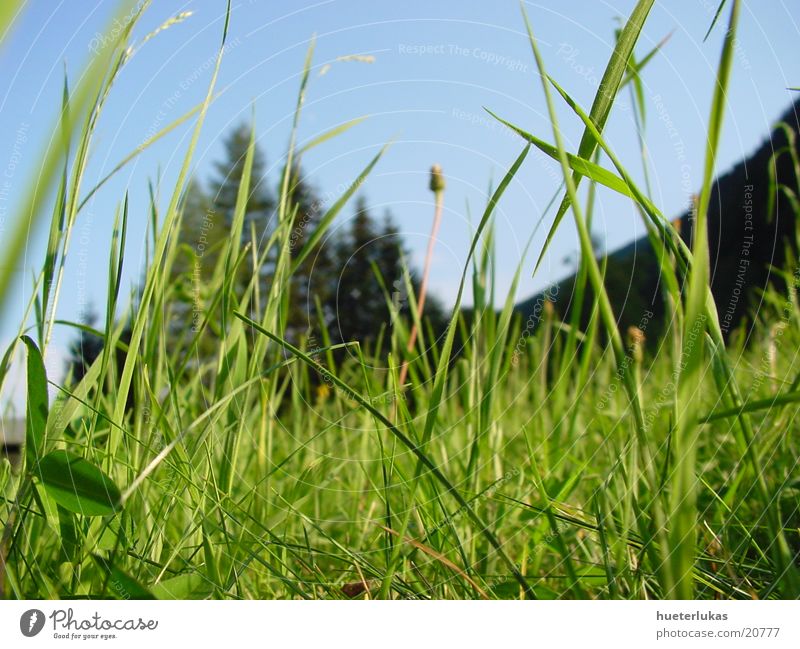 summer meadow Summer Meadow Macro (Extreme close-up) Detail summer atmosphere Sun