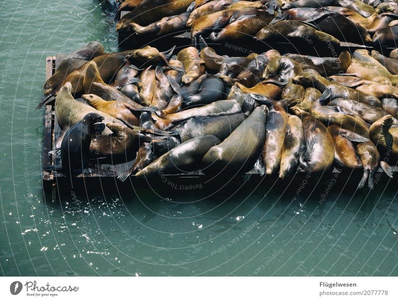 Just hang out on Mondays Nutrition Sushi Beautiful Environment Waves Coast Lakeside River bank Beach Bay Fjord Reef Ocean Animal Wild animal Animal tracks