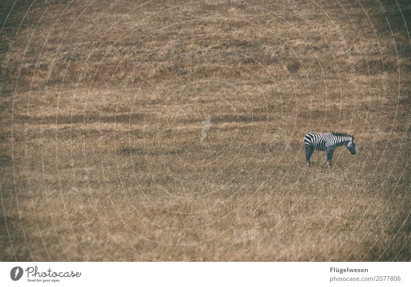 abracazebra Grass Bushes Animal Farm animal Wild animal 1 Life Zebra Badlands Dry Arid region Stripe Loneliness Individual Animalistic Animal protection