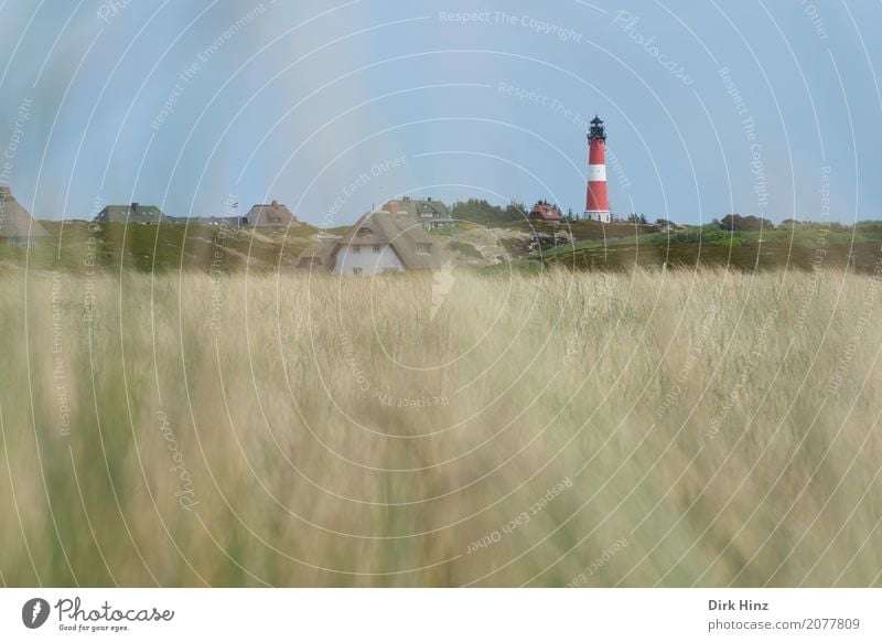 Lighthouse in Hörnum on the island of Sylt Vacation & Travel Tourism Trip Far-off places Freedom Ocean Island Nature Plant Wild plant Coast North Sea Maritime