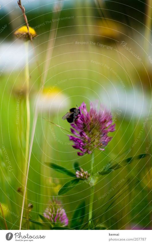 clover Environment Nature Plant Animal Sunlight Summer Climate Beautiful weather Flower Grass Blossom Foliage plant Wild plant Clover Cloverleaf Meadow