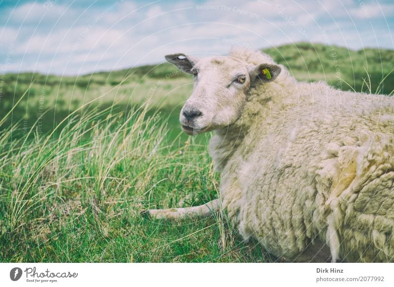 Take a break! Island Nature Water North Sea Watchfulness Serene North Frisland Schleswig-Holstein Sylt Nordic Sheep Meadow Grass Heathland Tourism