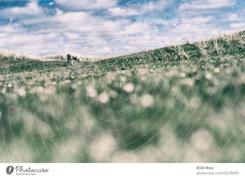 A lot to grass down Ocean Island Nature Summer Plant Grass Wild plant Coast North Sea Environmental protection Far-off places North Frisland Schleswig-Holstein