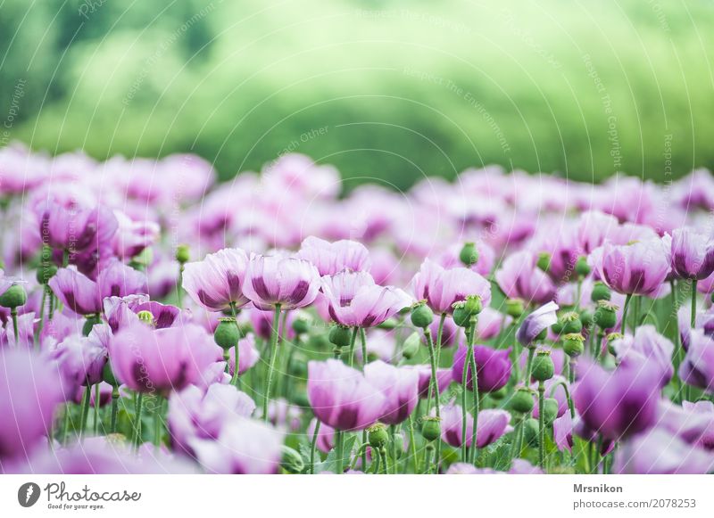 poppy field Nature Spring Summer Plant Blossom Agricultural crop Meadow Field Free Infinity Beautiful Poppy blossom Poppy field Poppy capsule Poppy leaf Crops