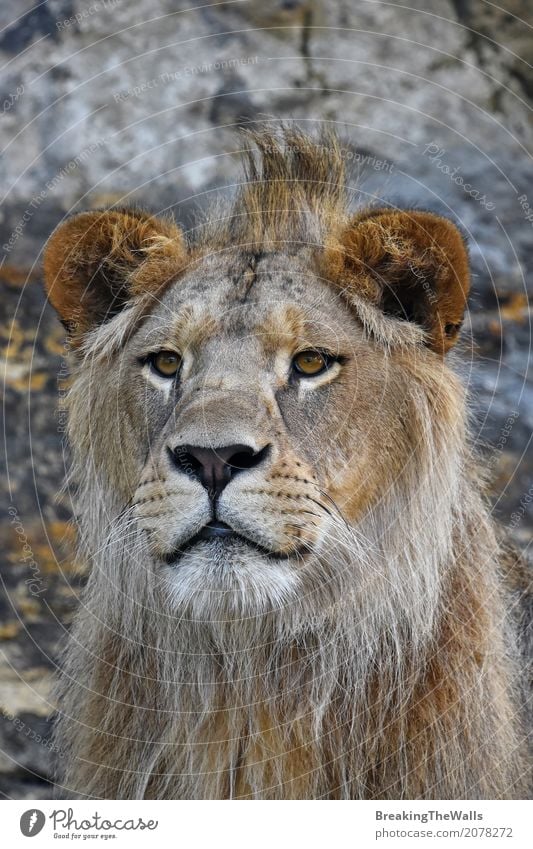 Close up portrait of young cute lion looking at camera Nature Animal Wild animal Animal face Zoo 1 Looking Beautiful Cute Power Might Dangerous Lion Snout Mane