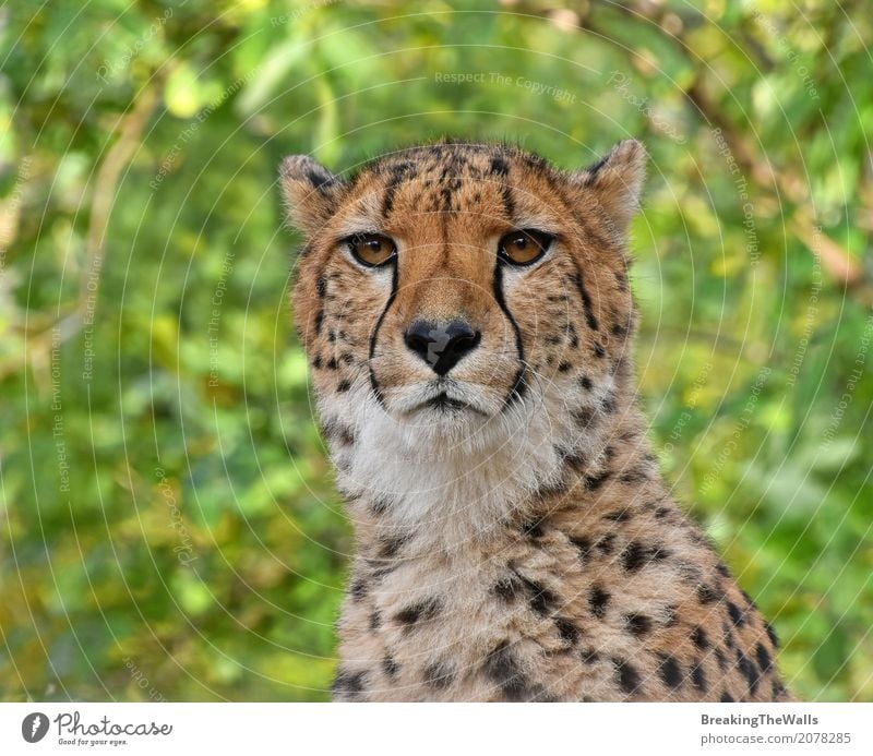 Close up portrait of cheetah looking at camera over green Summer Nature Animal Wild animal Animal face Zoo 1 Looking Cute Green Cheetah Vantage point wildlife