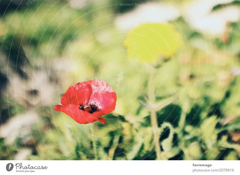 poppy flower Nature Beautiful weather Flower Blossom Garden Park Meadow Field Esthetic Poppy Poppy blossom Poppy field Bright Warmth Summer Summery