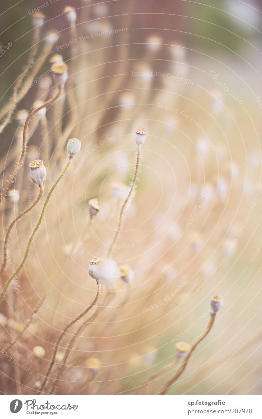 Poppy Seed Braid Nature Plant Summer Flower Grass Old Natural Exterior shot Shallow depth of field Poppy capsule