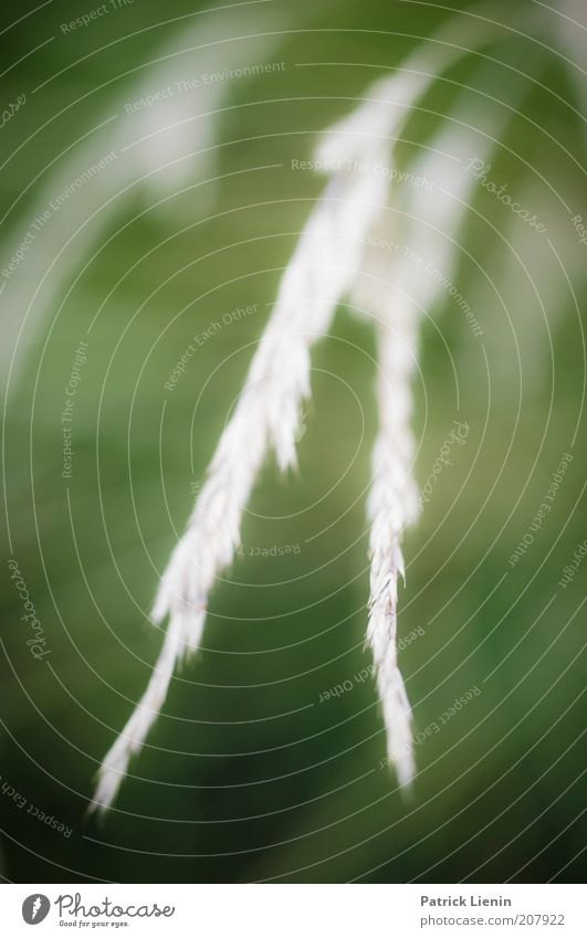 gentle grass Nature Plant Grass Foliage plant Wild plant Esthetic Thin Bright Long Beautiful Green Dry Point Life Colour photo Close-up Detail Deserted Day