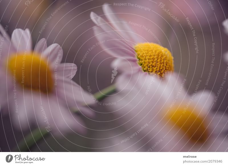 yellow dotted Elegant Style Birthday Nature Plant Summer Beautiful weather Flower Bushes Leaf Blossom Wild plant daisy bush Marguerite Daisy Family