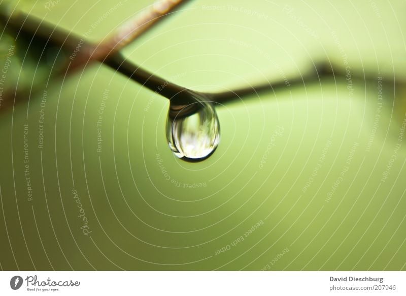 wetlands Life Nature Drops of water Spring Summer Green Damp Wet Colour photo Exterior shot Close-up Detail Macro (Extreme close-up) Day Light Contrast