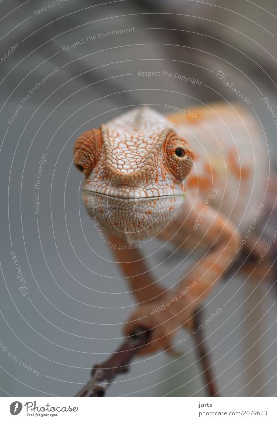 karl-heinz IV Animal Farm animal 1 Crawl Looking Exceptional Funny Calm Self Control Chameleon Scales Eyes Squint Colour photo Studio shot Close-up