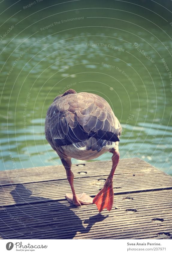 I'm out of here. Beautiful weather Pond Lake Footbridge Animal Wild animal Duck Goose 1 Going Green Insulted Colour photo Subdued colour Exterior shot Deserted