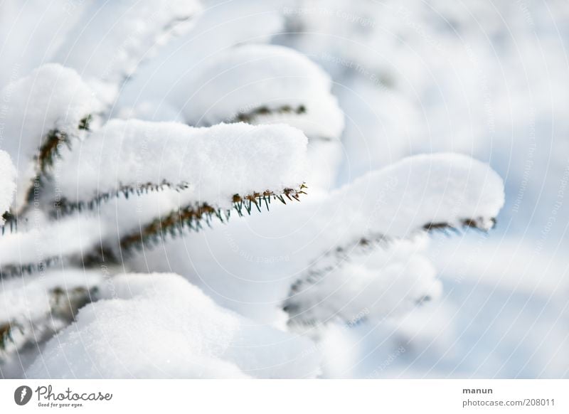 snow white Nature Winter Ice Frost Snow Tree Coniferous trees Fir tree Fir branch Fir needle Spruce Bright Cold White Colour photo Exterior shot Deserted