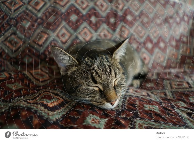 Cat's life! Living or residing Flat (apartment) Sofa Living room Blanket day cover Favorite place Animal Pet Domestic cat Tabby cat tabby European Shorthair 1