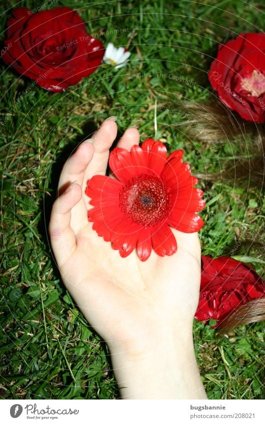 Red flower rain Hand Nature Plant Flower Rose Gerbera Lie Fragrance Elegant Fresh Kitsch Feminine Green Emotions Joie de vivre (Vitality) Dream Esthetic Colour