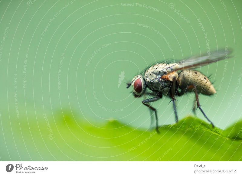 Fly Waltz I Environment Nature Animal Wing 1 Observe Wait Green Attentive Insect Colour photo Exterior shot Macro (Extreme close-up) Deserted Copy Space left