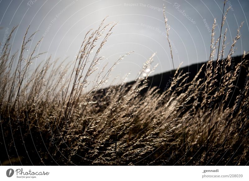 sorrow Environment Plant Sky Cloudless sky Beautiful weather Wind Agricultural crop Blue Gold Black Grief Sadness Gloomy Colour photo Deserted Day Contrast