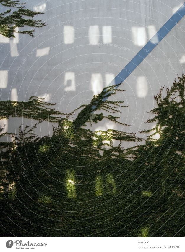 It's going up again Foliage plant Ivy Creeper Tendril Bautzen Lausitz forest Germany Small Town Populated Building Prefab construction Wall (barrier)