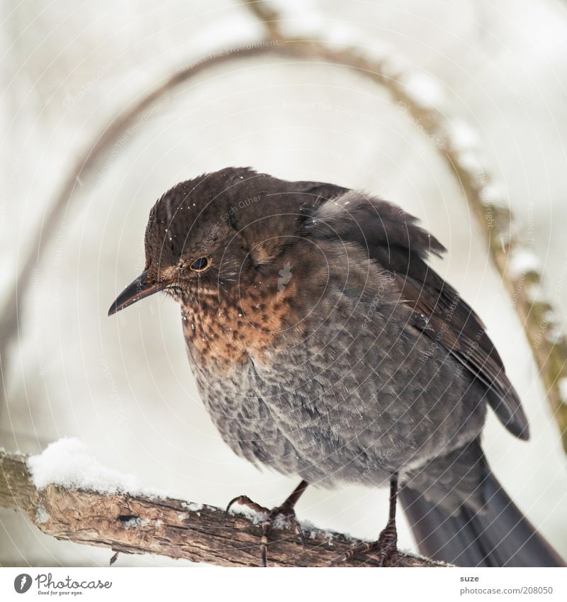 under the hood Environment Nature Plant Animal Winter Wild animal Bird 1 Sit Sadness Wait Cuddly Small Cute Brown Gray Feather Song Songbirds Twig Beak