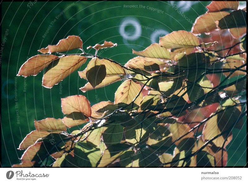 beech leaves Environment Nature Plant Beautiful weather Tree Beech tree Copper beech Copper beech leaf Glittering Illuminate Fantastic Natural Moody