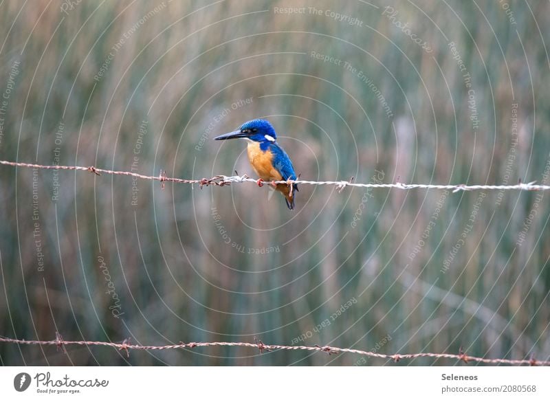 temporise Trip Adventure Far-off places Freedom Environment Nature Coast Lakeside River bank Animal Wild animal Bird Animal face Wing Kingfisher 1 Observe Small