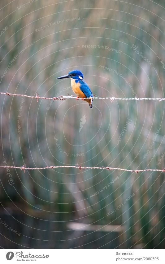 Little beauty Far-off places Freedom Environment Nature Coast Lakeside Animal Wild animal Bird Animal face Kingfisher 1 Natural Ornithology Colour photo