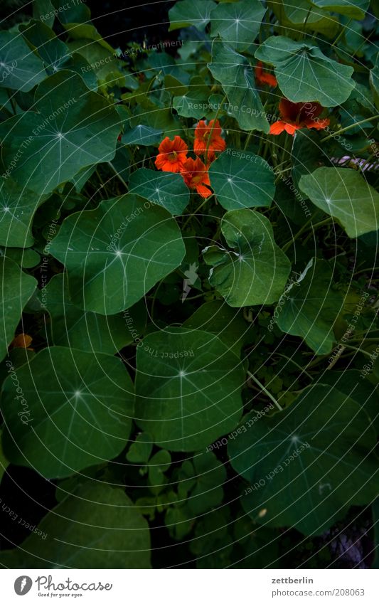 garden Environment Nature Plant Flower Leaf Blossom Foliage plant Agricultural crop Moody Cress nasturtium tropaeolum majus Nasturtium leaf Colour photo