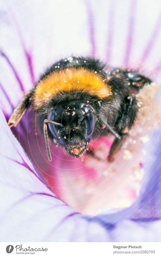 BEE AT WORK Animal Farm animal Wild animal Fly Bee Butterfly Beetle Animal face Wing 1 Bouquet Animal tracks Line Running Utilize Touch Movement Blossoming