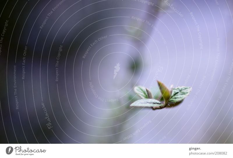 on one's own Environment Nature Plant Growth Green Moody Calm Uniqueness Point Bud Twigs and branches Leaf Spring Spring fever 1 Blur Macro (Extreme close-up)