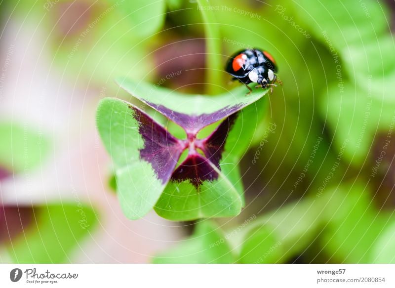 Good luck Plant Animal Summer Leaf Cloverleaf Garden Farm animal Wild animal Beetle Ladybird 1 Good luck charm Crawl Small Multicoloured Green Red Black Insect