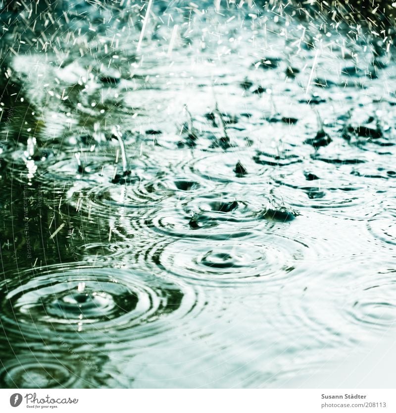 The smell of summer rain Nature Summer Climate Climate change Weather Bad weather Storm Rain Waves Fluid Cold Wet Drops of water Body of water Circle Undulation