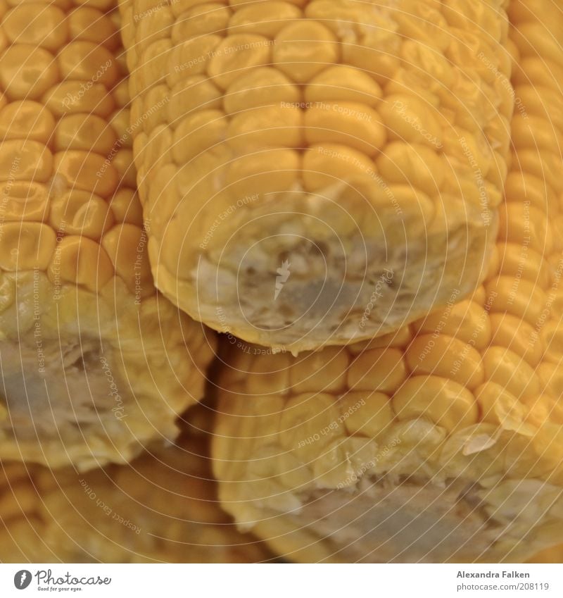 maize Maize Corn cob Yellow Nutrition Food Colour photo Close-up Detail Deserted Macro (Extreme close-up) Glittering Organic produce Vegetable Healthy Eating