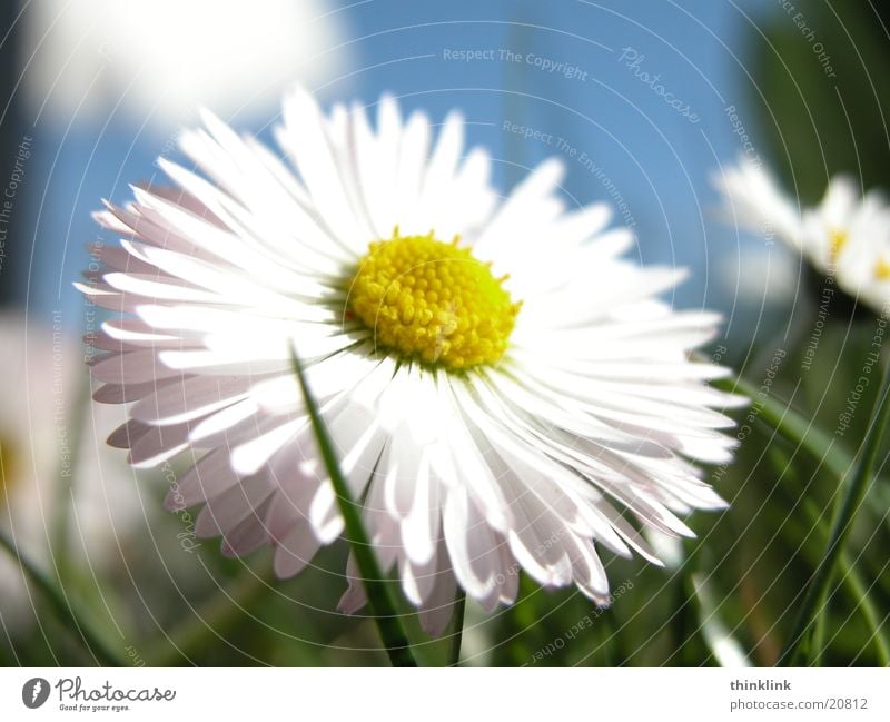 She loves me, she loves me not... Flower Meadow Grass Daisy Close-up daisies