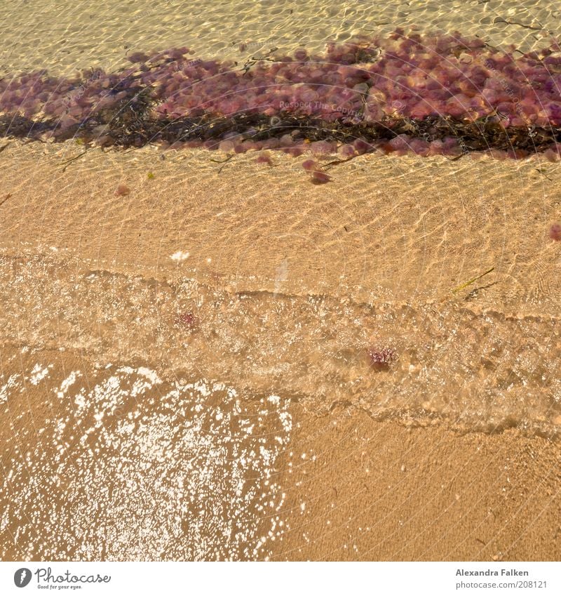 fire alarm Water Coast Beach Slimy Jellyfish Lion's mane jellyfish White crest Sandy beach Plagues Colour photo Exterior shot Reflection Deserted Ocean