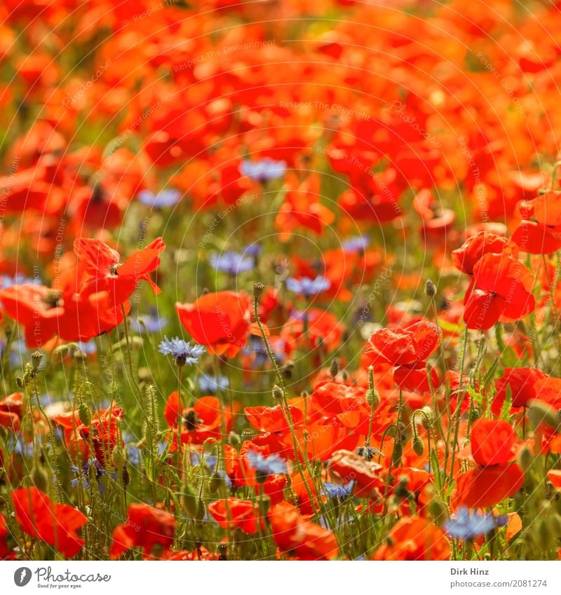 poppy field Vacation & Travel Tourism Summer Summer vacation Sun Environment Nature Plant Meadow Field Green Red Poppy Poppy blossom Poppy field Agriculture