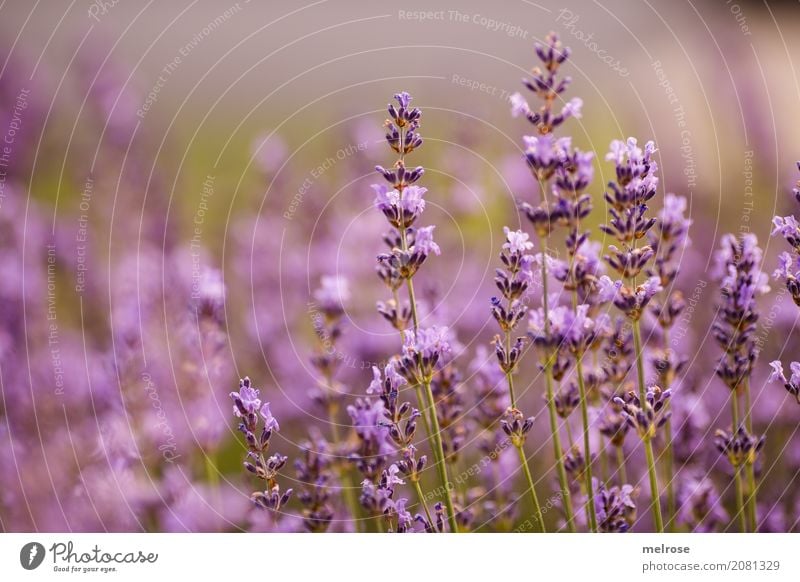 lavendulus Lavender Herbs and spices Elegant Style Nature Plant Summer Beautiful weather Flower Bushes Blossom Wild plant Flowering plant Flower stem Garden