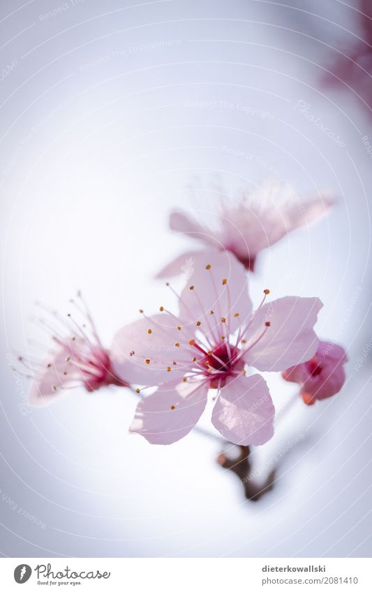 cherry Environment Nature Landscape Plant Spring Blossoming Beautiful Soft Happy Contentment Joie de vivre (Vitality) Spring fever Calm Cherry blossom Pistil