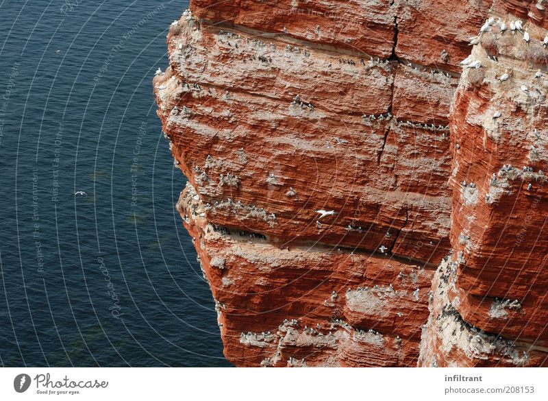 on the red rock Water Summer Beautiful weather Rock North Sea Island Bird Group of animals Flock Flying Natural Above Wild Blue Red Life Freedom Nature Survive