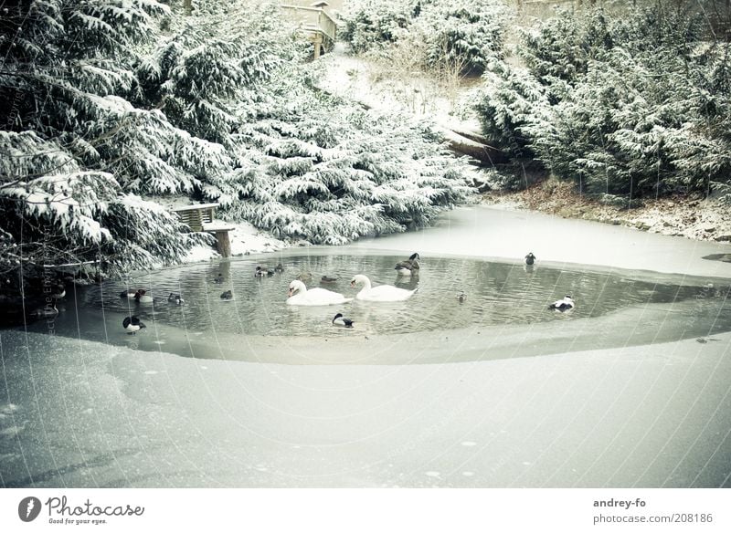 Birds in the winter pond. Winter Environment Nature Landscape Water Beautiful weather Bad weather Snow Park Forest Pond Animal Wild animal Swan Group of animals