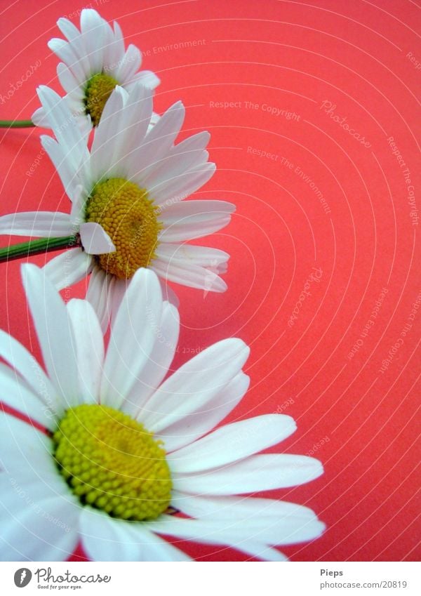 Three white daisies against red background Colour photo Interior shot Plant Spring Flower Blossom Garden Red White Spring fever Marguerite Meadow flower 3 Day