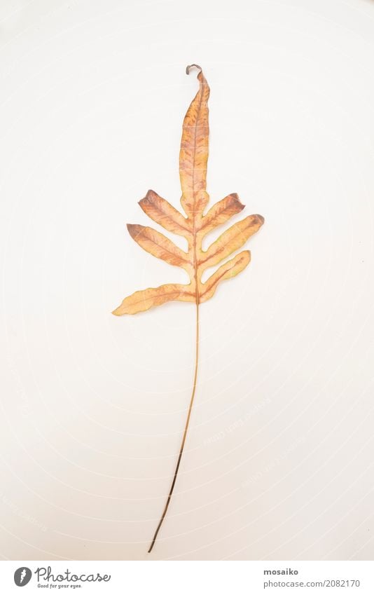 Herbarium - loose sheet on paper Elegant Style Design Life Harmonious Art Environment Nature Plant Autumn Leaf Paper Senior citizen Esthetic Contentment