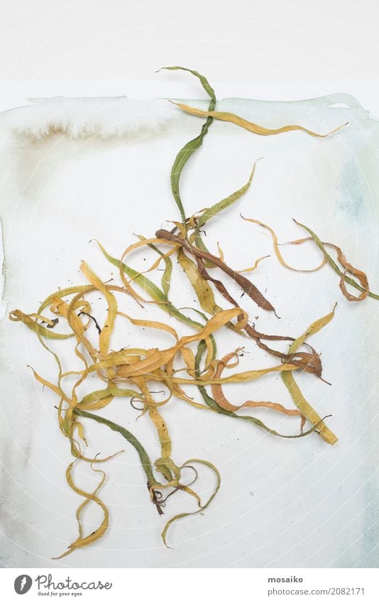 loose sheets on paper Art Environment Nature Plant Autumn Leaf Exotic Esthetic Contentment Uniqueness Inspiration Decline Transience Autumnal Vintage Herbarium