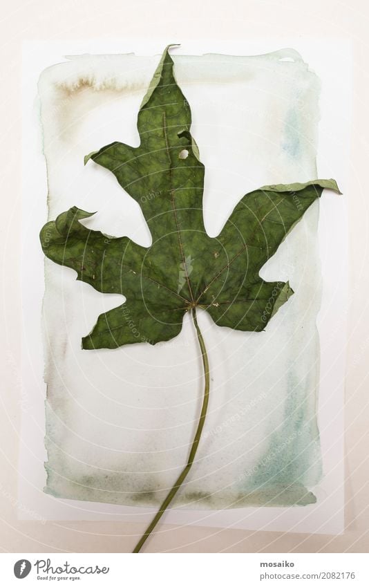 Herbarium - fig leaf on watercolours Design Art Environment Nature Plant Autumn Leaf Exotic Authentic Romance Beautiful Attentive Calm Life Dream Uniqueness