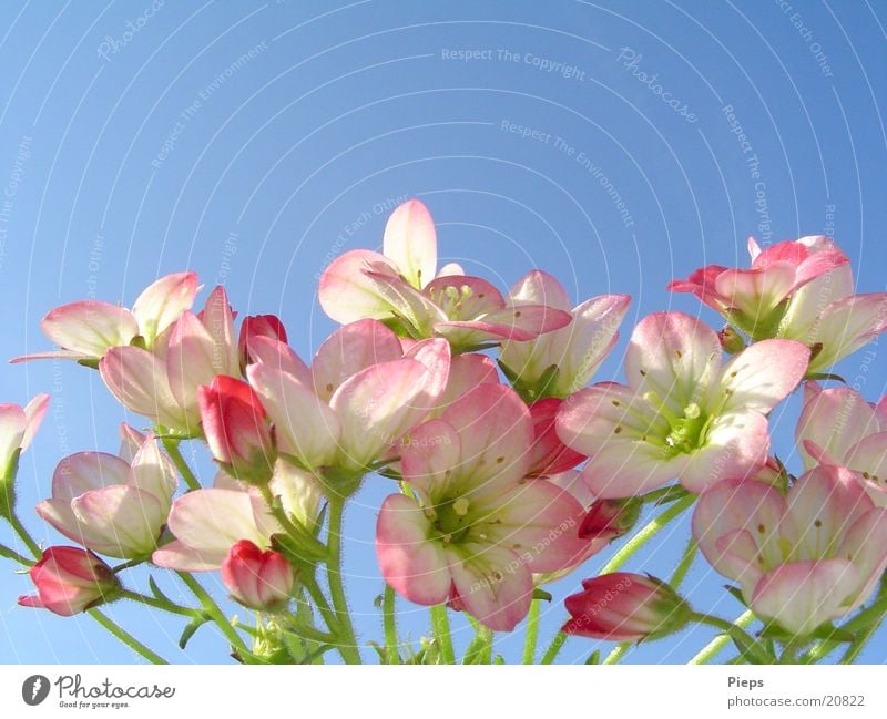 TinyTenderPink Colour photo Exterior shot Macro (Extreme close-up) Plant Sky Spring Flower Blossom Garden Transience May Delicate Seasons stone saxifrage Bud