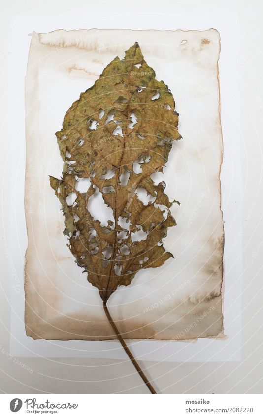 Herbarium. Old leaf on paper background Art Painting and drawing (object) Nature Plant Leaf Exotic Esthetic Contentment Design Botany Watercolor Watercolors