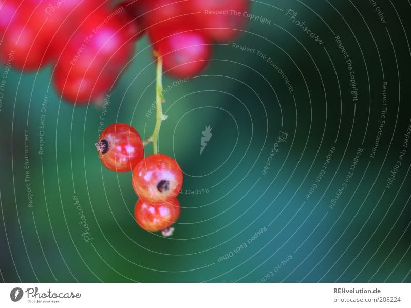 "You must never pick berries like that again!" Nature Red Redcurrant Fruit Berries Green Mature Hang 3 Delicious Tasty Sour Creation Plant Growth Nutrition Food